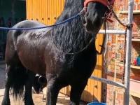 开云下载-田径比赛惊现黑马，西班牙运动员夺魁