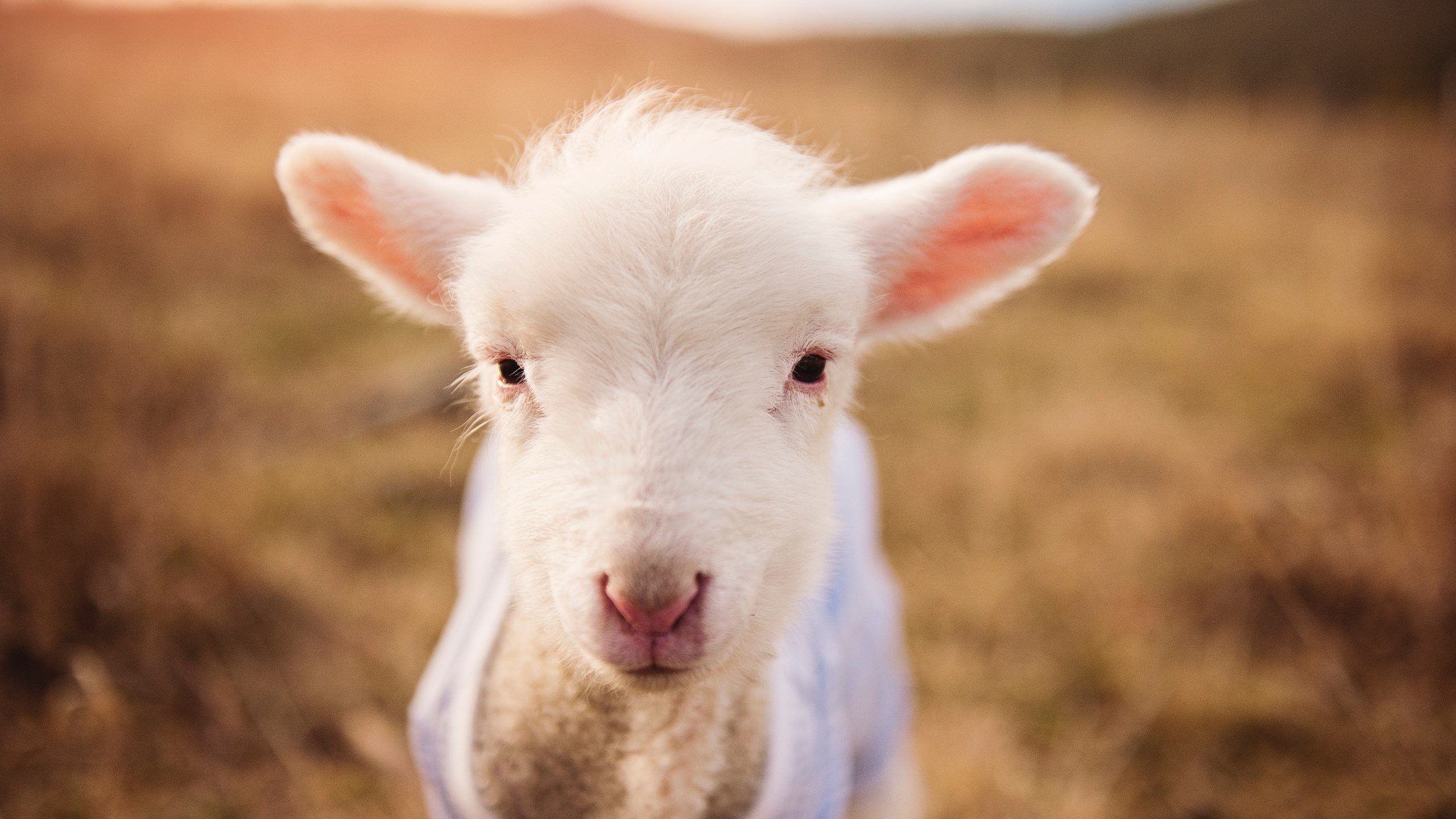 芝加哥的午夜钟声,德罗赞与一场不容置辩的唯一